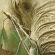Illustration for article titled The Circus Elephant Retirement Home